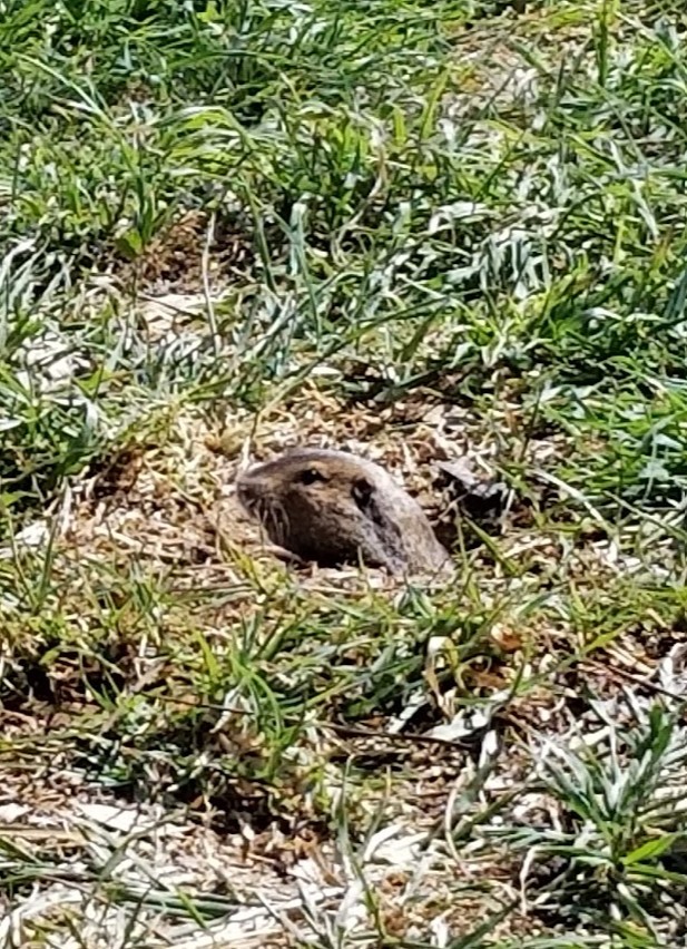 Pocket gopher poking out of a fresh mound in a Redlands, CA lawn