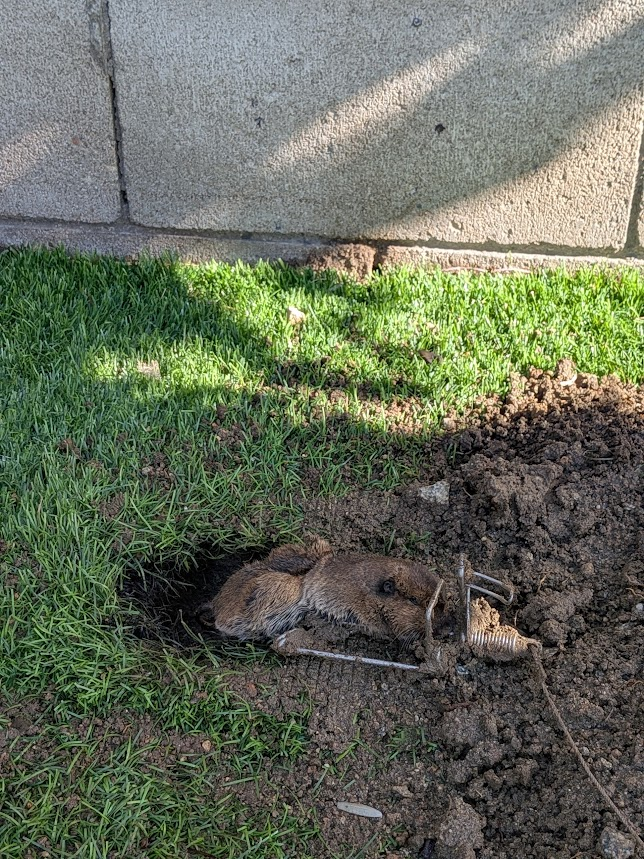 A pocket gopher caught in a wire trap at the entrance of a burrow in a green San Jacinto lawn beside a concrete block wall