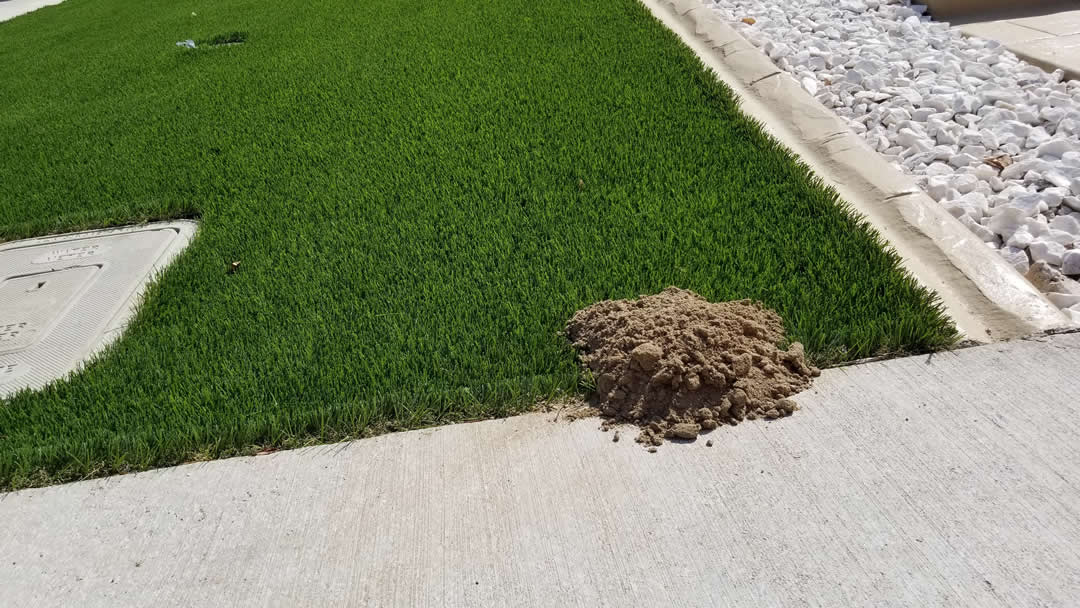 Gopher mounds pushing up through fresh sod in a new Eastvale yard