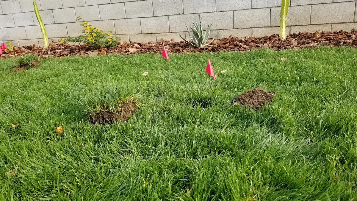 Fresh gopher mounds and marking flags in a green Beaumont, CA lawn