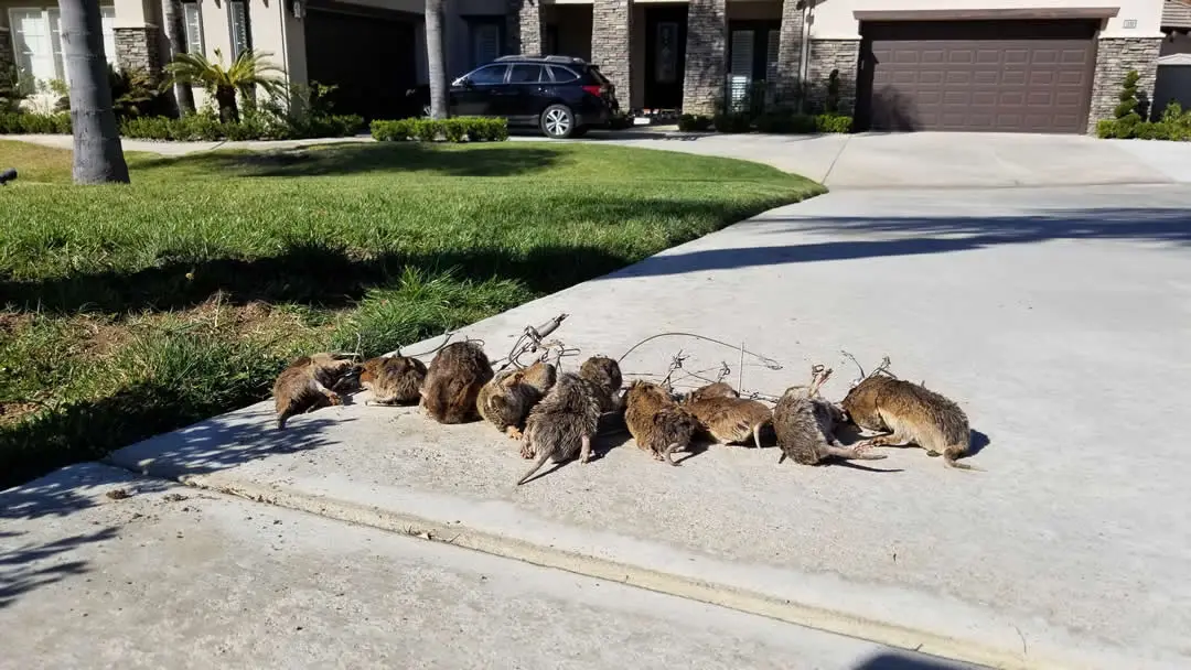 Gophers cleared from a Southern California property and displayed with the traps used for the job