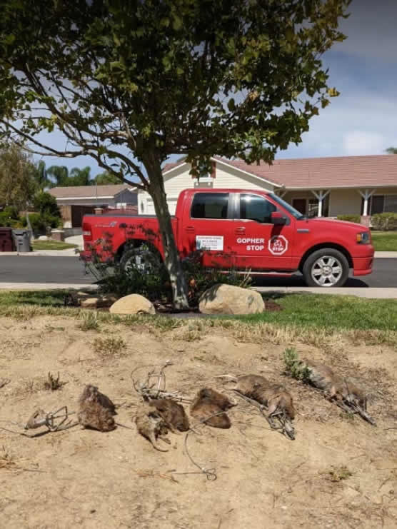 Six gophers trapped in one visit laid out in front of the red Gopher Stop truck at a Southern California home