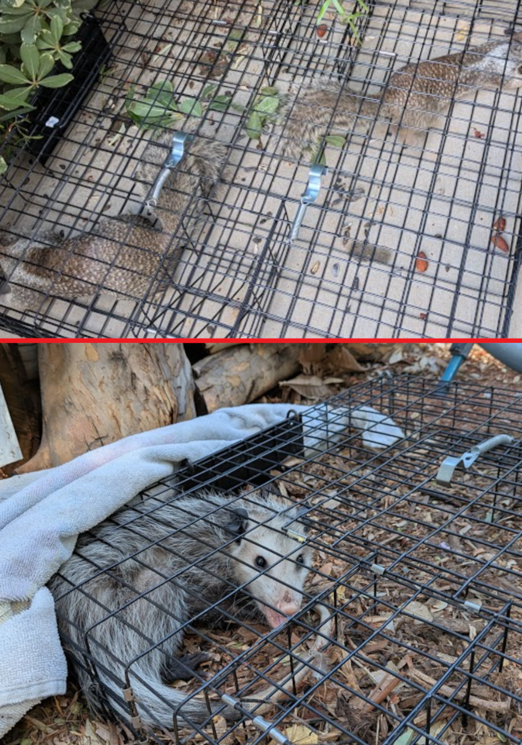 Wildlife Removal in the Inland Empire and Temecula Valley Gray squirrels and an opossum caught in cage traps during a Southern California wildlife removal call