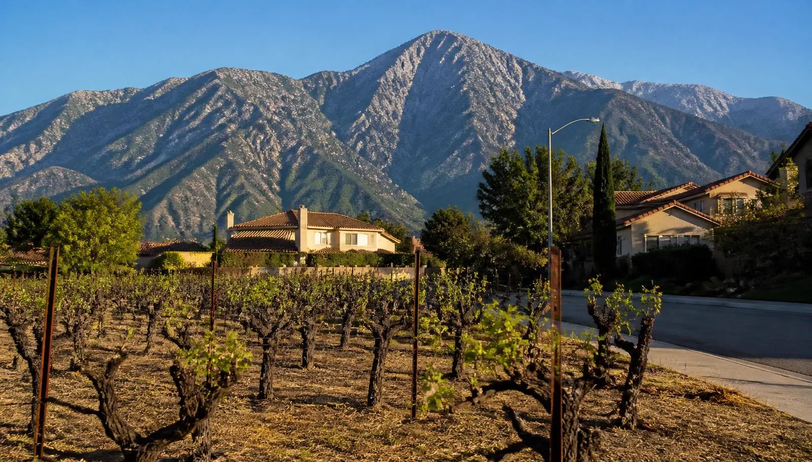 Old Cucamonga grapevines beside a Rancho Cucamonga neighborhood with the granite face of Cucamonga Peak rising behind the homes