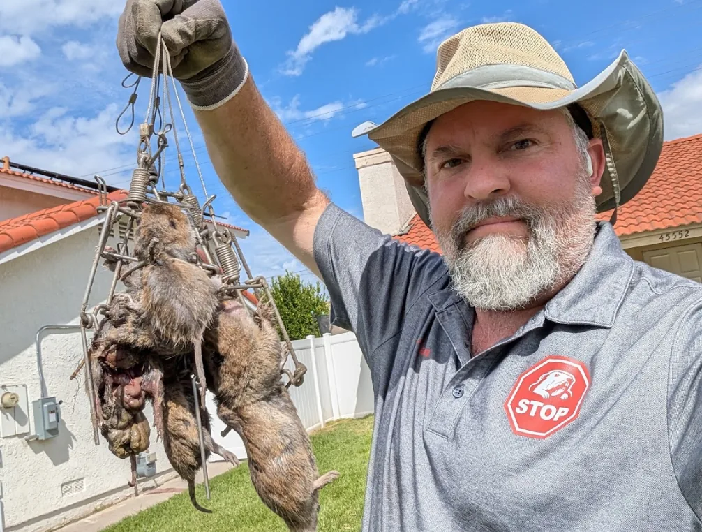 Gopher Stop trapper holding gophers caught in traps outside a Chino home