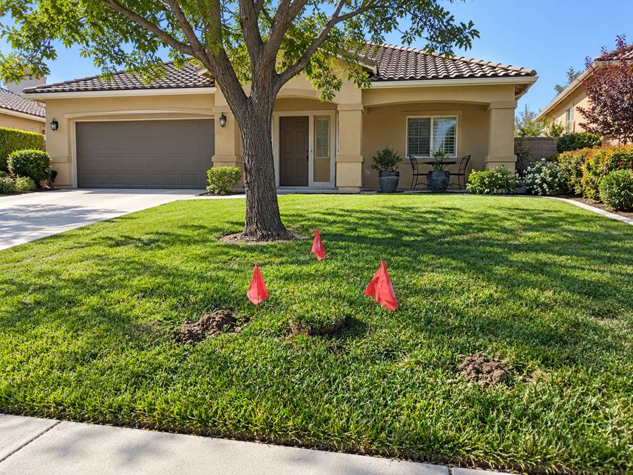 Professional gopher traps set in active tunnels on a front lawn