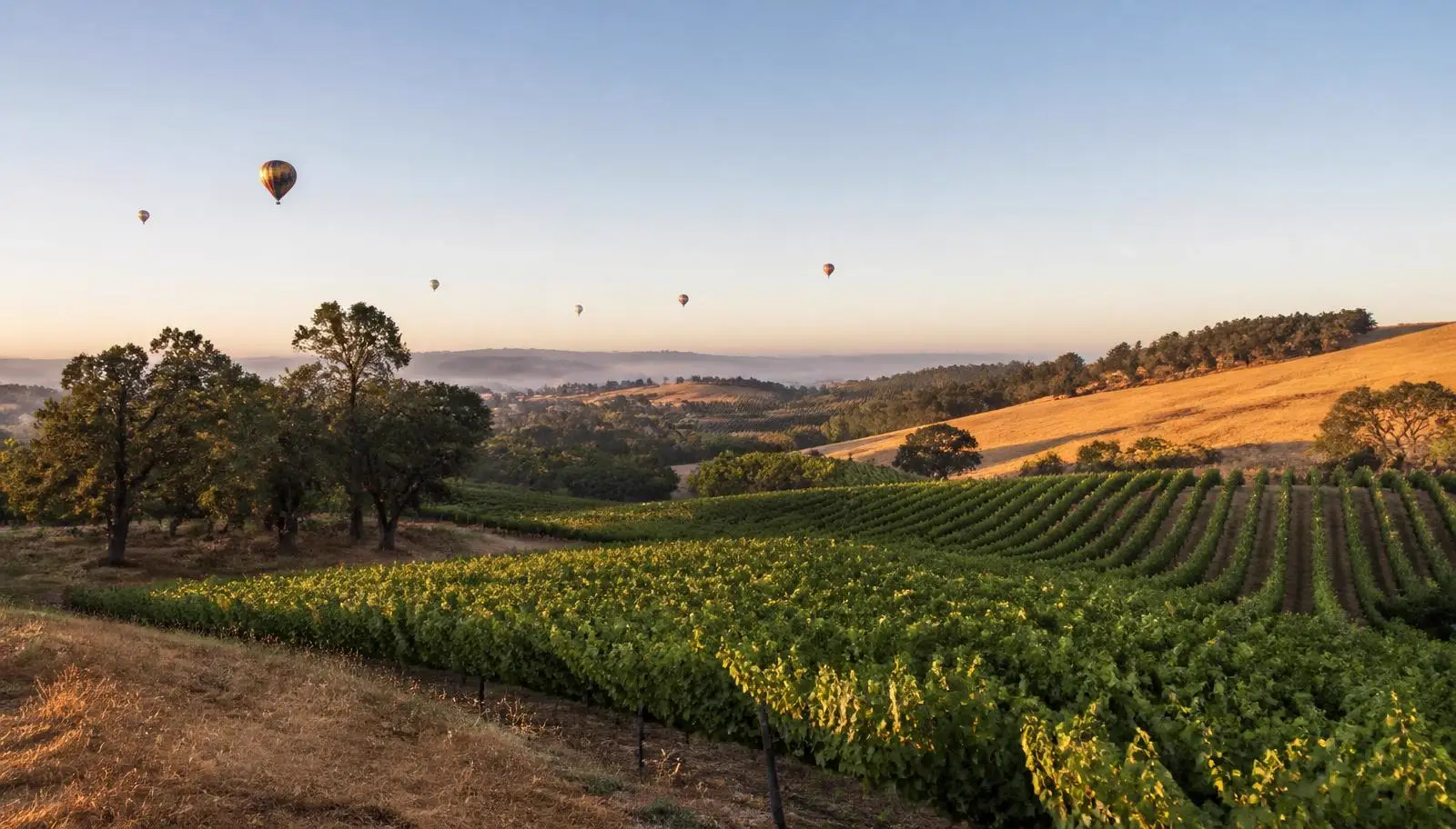 Vineyard rows on rolling hills east of Temecula, CA at sunrise with hot air balloons in the distance