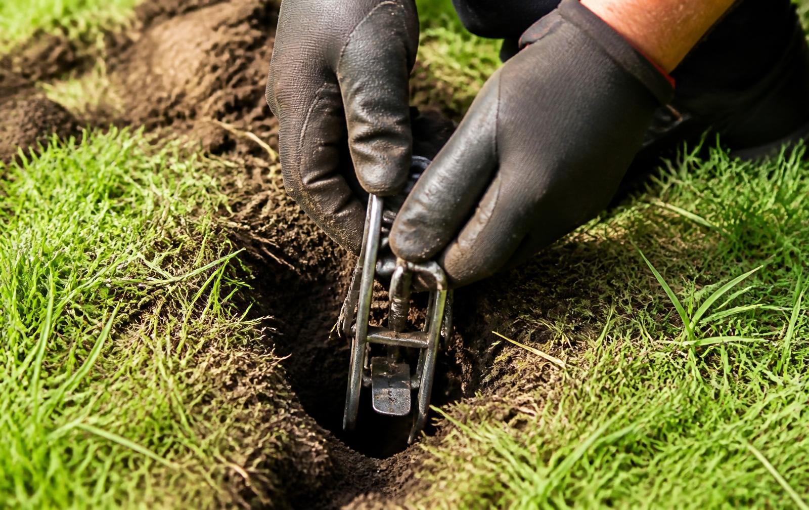 Gloved hands setting a poison-free gopher trap into an active tunnel in a Southern California lawn