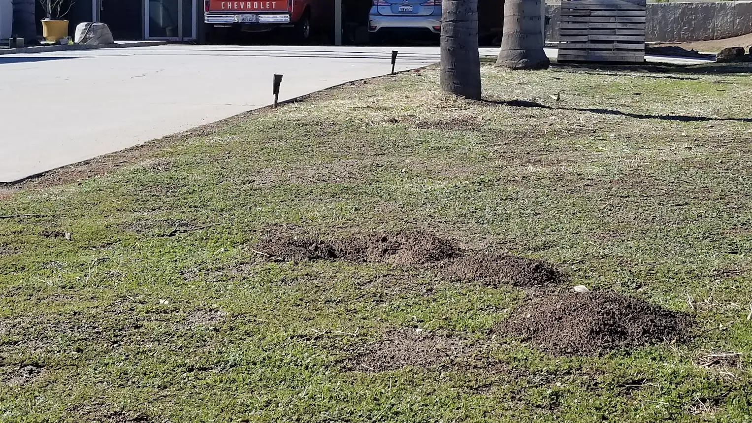 Three fresh dark-brown gopher mounds in a row across a patchy Menifee lawn next to a concrete driveway, with a red Chevrolet truck and a silver car parked in the background