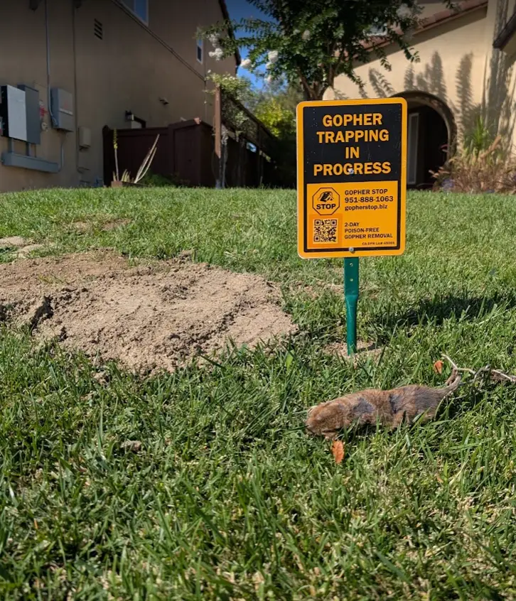 Gopher Stop technician setting a trap in an active run on a Murrieta, CA lawn