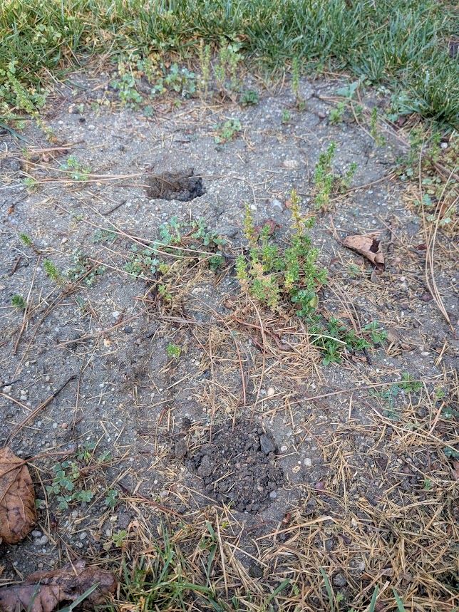Fresh gopher mounds of dark soil pushed up through bare, dry, unwatered ground on a rural Romoland, CA lot — the kind of working gopher ground nobody waters