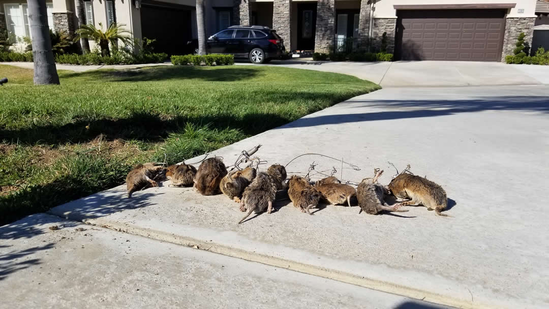Twelve gophers trapped in one visit laid out with kill traps on a Southern California driveway