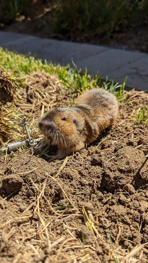 A pocket gopher caught in a metal cinch trap on a fresh dirt mound at the edge of a green lawn in a Fontana, CA yard