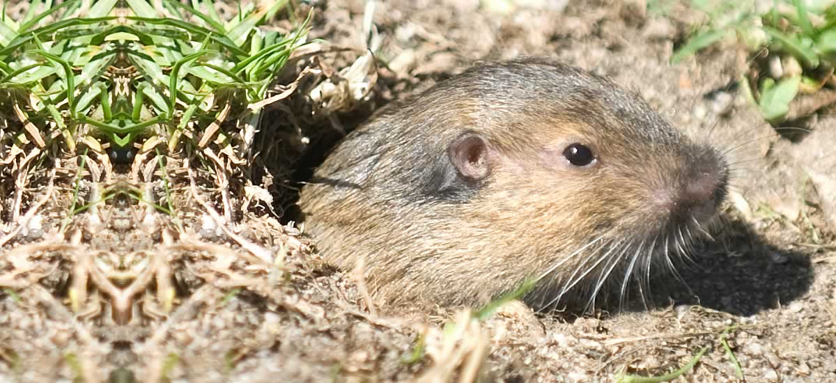 Gopher Stop billboard advertising poison-free gopher control for Highland, CA homeowners