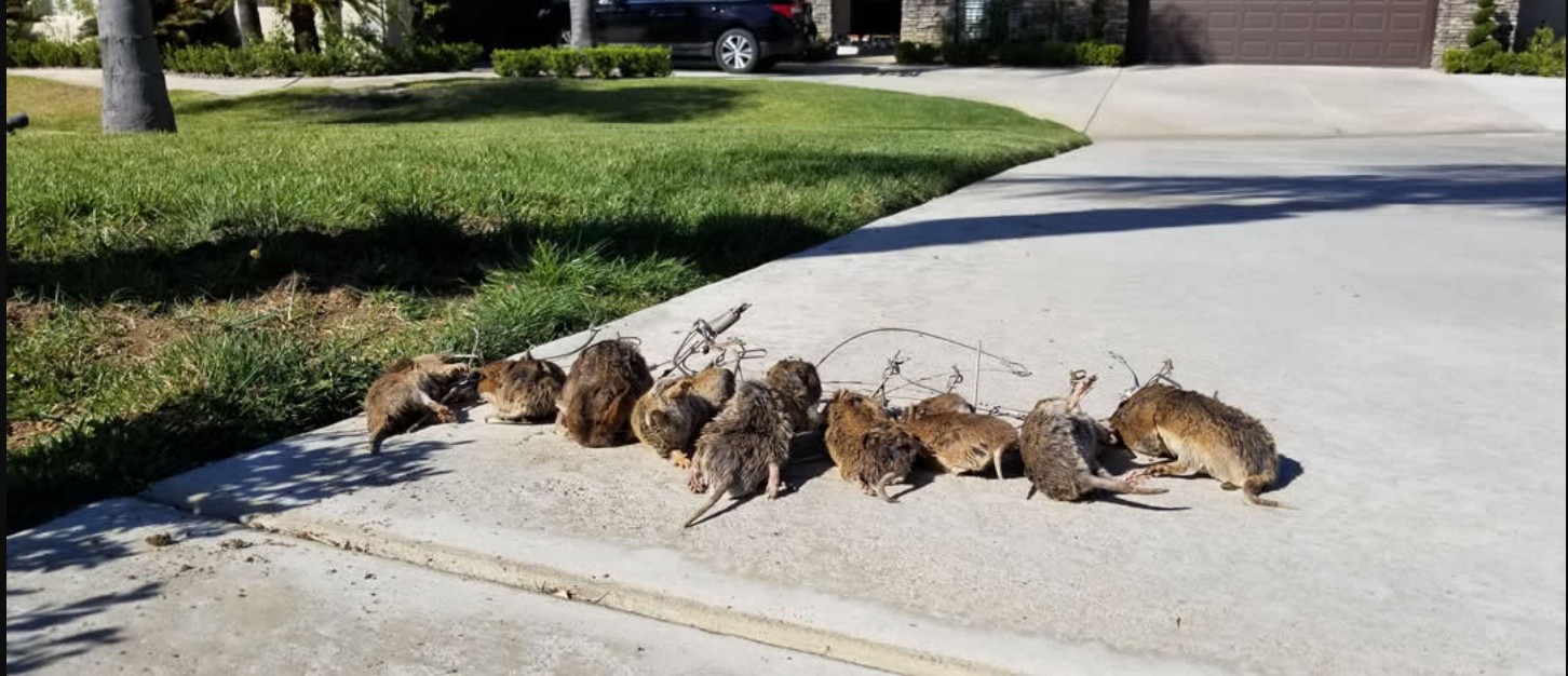 Gophers trapped by Gopher Stop laid out on a Riverside, CA driveway