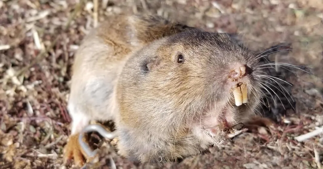 How to get rid of gophers for good