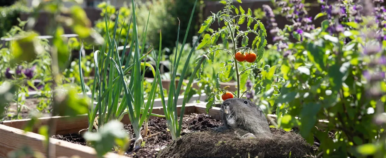 Spring gopher control to protect your garden and plants in Riverside and Temecula