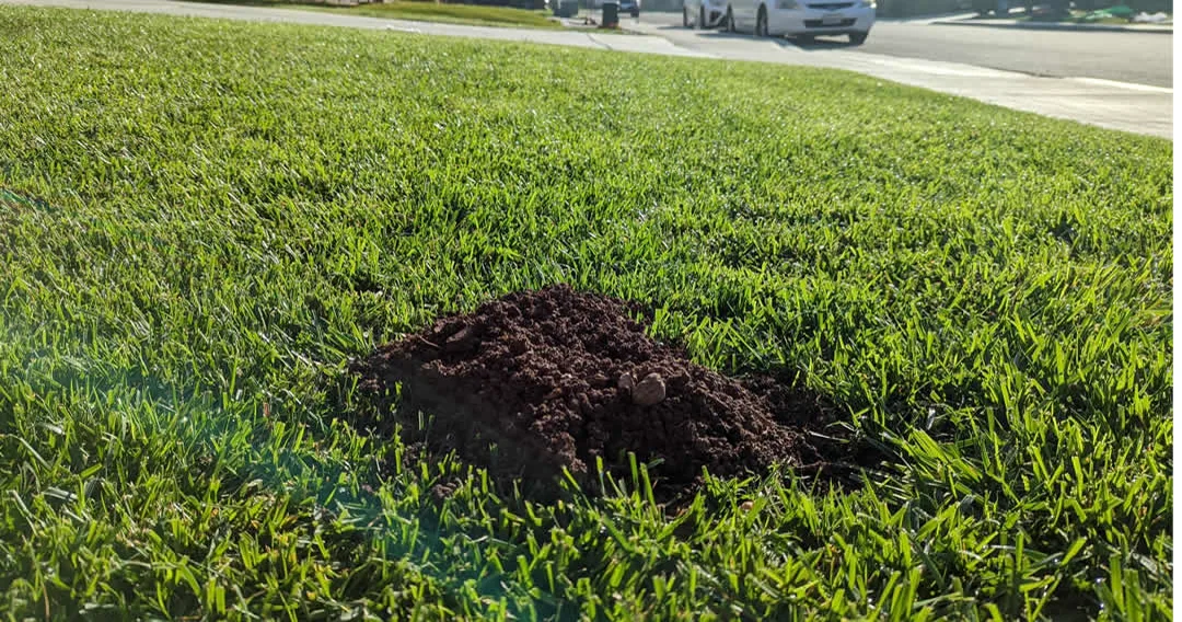 Gopher Damage in New Sod
