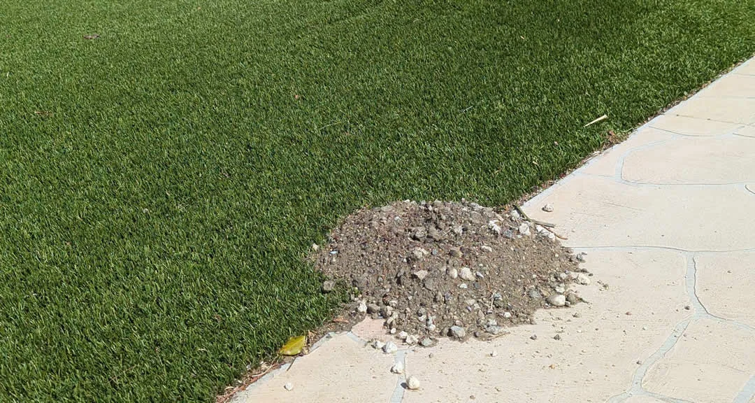 Gopher Damage in Artificial Turf in Temecula and Riverside – Signs and Solutions